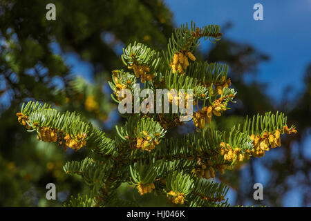 Weiß-Tanne, Abies Concolor, Zweige und Nadeln Nahaufnahme im Great Basin National Park, Nevada, USA Stockfoto