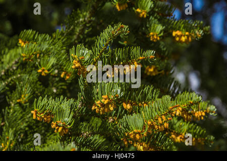 Weiß-Tanne, Abies Concolor, Zweige und Nadeln Nahaufnahme im Great Basin National Park, Nevada, USA Stockfoto