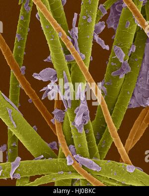 Farbige scanning Electron Schliffbild (SEM) Pet dander.dog Haar, abgestorbene Hautschüppchen Katzenhaare (Katze-hair.orange,dog-hair.green,dander.purple). Hund-Katzen produzieren menschlichen Allergene. Haustier Dander ist Material vom Körper von verschiedenen Tieren (häufig Katzen Hunde) vergossen. Es kann Schuppen getrocknete Haut Haare enthalten. Stoffen im Stockfoto