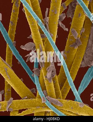 Farbige scanning Electron Schliffbild (SEM) Pet dander.dog Haar, Katze Haare abgestorbene Hautschüppchen (Katze-hair.blue,dog-hair.dark-yellow,dander.purple). Hund-Katzen produzieren menschlichen Allergene. Haustier Dander ist Material vom Körper von verschiedenen Tieren (häufig Katzen Hunde) vergossen. Es kann Schuppen getrocknete Haut Haare enthalten. Stoffe Stockfoto