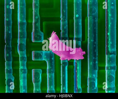 Farbige scanning Electron Schliffbild (SEM) von Computer-Chip (Mikrochip, Mikroprozessor, integrierter Schaltkreis) Oberfläche mit Schmutz. Mikrochips sind Solid-State-Silizium-Halbleiter-Bauelementen, die große Datenmengen verarbeiten können. Sie sind der zentrale Teil von Geräten wie Computern. Diese integrierte Schaltung erzielt worden durch Prägung mikroskopisch kleine elektronische Bauteile auf der Oberfläche von einem Silizium-Wafer. Integrierte Schaltungen können viel kleiner als integrierte Schaltungen erfolgen. Vergrößerung: X110 wenn kürzeste Achse bei 25 Millimetern gedruckt. Stockfoto