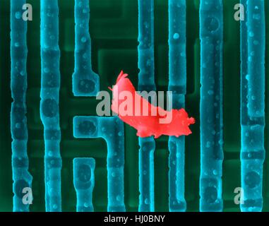 Farbige scanning Electron Schliffbild (SEM) von Computer-Chip (Mikrochip, Mikroprozessor, integrierter Schaltkreis) Oberfläche mit Schmutz. Mikrochips sind Solid-State-Silizium-Halbleiter-Bauelementen, die große Datenmengen verarbeiten können. Sie sind der zentrale Teil von Geräten wie Computern. Diese integrierte Schaltung erzielt worden durch Prägung mikroskopisch kleine elektronische Bauteile auf der Oberfläche von einem Silizium-Wafer. Integrierte Schaltungen können viel kleiner als integrierte Schaltungen erfolgen. Vergrößerung: X110 wenn kürzeste Achse bei 25 Millimetern gedruckt. Stockfoto