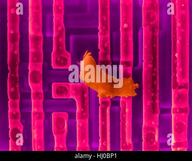 Farbige scanning Electron Schliffbild (SEM) von Computer-Chip (Mikrochip, Mikroprozessor, integrierter Schaltkreis) Oberfläche mit Schmutz. Mikrochips sind Solid-State-Silizium-Halbleiter-Bauelementen, die große Datenmengen verarbeiten können. Sie sind der zentrale Teil von Geräten wie Computern. Diese integrierte Schaltung erzielt worden durch Prägung mikroskopisch kleine elektronische Bauteile auf der Oberfläche von einem Silizium-Wafer. Integrierte Schaltungen können viel kleiner als integrierte Schaltungen erfolgen. Vergrößerung: X110 wenn kürzeste Achse bei 25 Millimetern gedruckt. Stockfoto