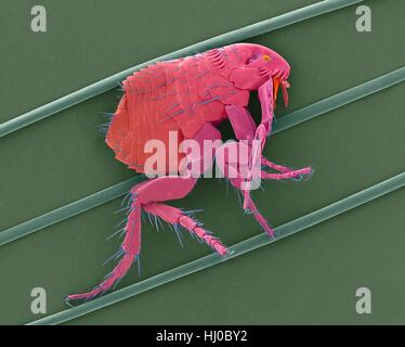 Farbige scanning Electron Schliffbild (SEM) des gemeinsamen Hund Flöhe (Ctenocephalides Canis) auf Hundehaare. Dieser floh lebt als aalartigen auf Vielzahl von Säugetieren, insbesondere inländische Hund oder Katze. Dieser floh dient als Zwischenwirt Hund Bandwürmer (Dipylidium Caninum). Obwohl sie ernähren sich von Blut Stockfoto