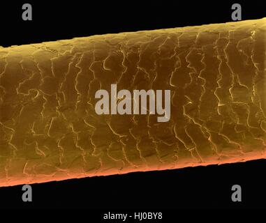 Echthaar (Caucasian, brünett), farbige Scan Elektron Schliffbild (SEM). Die äußere Schicht des Haares (Cuticula) hat überlappende Schuppen aus Keratin. Diese Skalen werden gedacht, um zu verhindern, dass Haare Matten zusammen. Haar besteht aus faserigen Protein Keratin genannt. Haarschaft gliedert sich intern in Stockfoto