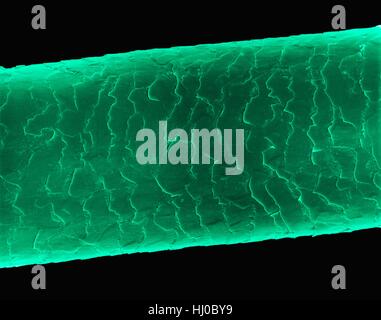 Echthaar (Caucasian, brünett), farbige Scan Elektron Schliffbild (SEM). Die äußere Schicht des Haares (Cuticula) hat überlappende Schuppen aus Keratin. Diese Skalen werden gedacht, um zu verhindern, dass Haare Matten zusammen. Haar besteht aus faserigen Protein Keratin genannt. Haarschaft gliedert sich intern in Stockfoto