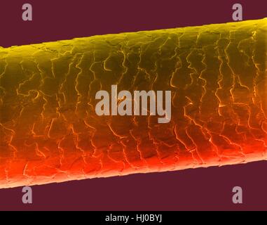 Echthaar (Caucasian, brünett), farbige Scan Elektron Schliffbild (SEM). Die äußere Schicht des Haares (Cuticula) hat überlappende Schuppen aus Keratin. Diese Skalen werden gedacht, um zu verhindern, dass Haare Matten zusammen. Haar besteht aus faserigen Protein Keratin genannt. Haarschaft gliedert sich intern in Stockfoto