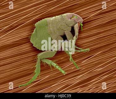 Farbige scanning Electron Schliffbild (SEM) des gemeinsamen Hund Flöhe (Ctenocephalides Canis) auf Hundehaare. Dieser floh lebt als aalartigen auf Vielzahl von Säugetieren, insbesondere inländische Hund oder Katze. Dieser floh dient als Zwischenwirt Hund Bandwürmer (Dipylidium Caninum). Obwohl sie ernähren sich von Blut Stockfoto