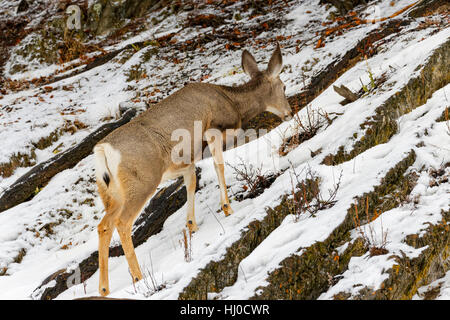 42,752.09359 Jasper, Kanada. 17. Januar 2017. Maultierhirsche Doe gesehen, wie sie einen verschneiten rutschigen Hang erklimmt, wie das Wetter sich erwärmt und macht das Wandern tückisch, auch für trittsichere Tiere zu essen. Ca. 2 Sekunden später sie rutscht aus und fällt flach auf ihr Gesicht in den Schnee. Viel von Zentral-Alberta erlebt schnell wechselnde Wetter und seiner anschließenden eisigen Bedingungen. Bildnachweis: Robert C. Paulson/Alamy Live-Nachrichten Stockfoto