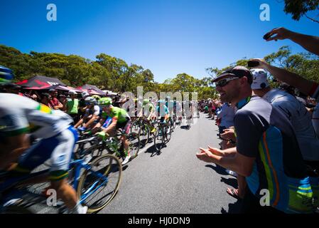 Adelaide, South Australia, Australien. 21. Januar 2017. Hauptfeld Reiten Willunga Hill, 5. Etappe der Tour Down Under, Australien am 21. Januar 2017 Credit: Gary Francis/ZUMA Draht/Alamy Live News Stockfoto