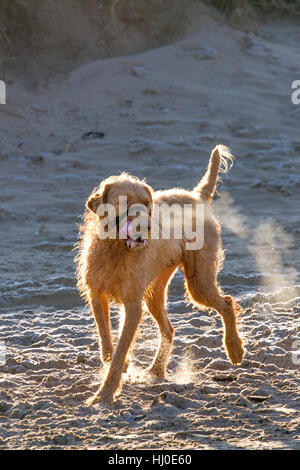 Sonniges Wetter, Ainsdale, Merseyside. 21. Januar 2017.  Keuchend Lurcher spielen nach einem bitter kalten und frostigen Start in den Tag mit Menschen, die ihren Weg heraus zu Ainsdale Strand die Wintersonne zu genießen.  Bildnachweis: Cernan Elias/Alamy Live-Nachrichten Stockfoto