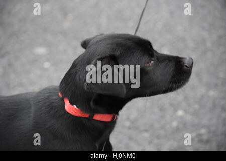 Washington, USA. 21. Januar 2017. Ein Hund nimmt die Frauen Marsch auf Washington Credit: Carlos Romero Talamas/Alamy Live News Stockfoto