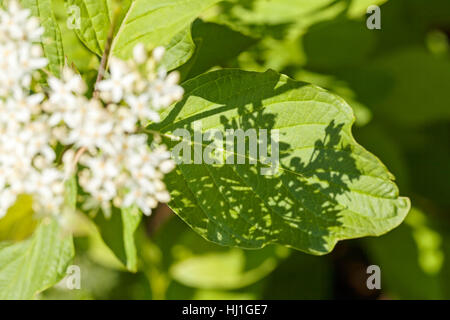 Pflanze mit kleinen weien Blten und groe Bltter, beachten Sie flache  Dept Feld Stockfotografie - Alamy