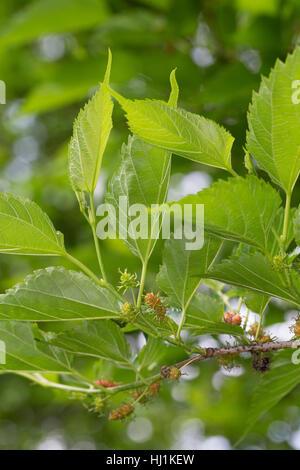 Schwarzer Maulbeerbaum, Unreife Früchte, Schwarze Maulbeere, Maulbeeren, Morus Nigra, schwarze Maulbeere, gemeinsame Mulberry Stockfoto