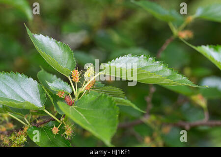 Schwarzer Maulbeerbaum, Unreife Früchte, Schwarze Maulbeere, Maulbeeren, Morus Nigra, schwarze Maulbeere, gemeinsame Mulberry Stockfoto