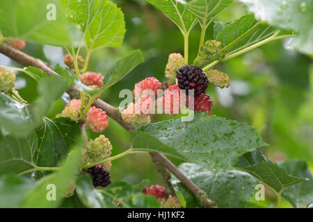 Schwarzer Maulbeerbaum, Frucht, Früchte, Schwarze Maulbeere, Maulbeeren, Morus Nigra, schwarze Maulbeere, gemeinsame Maulbeere, Brombeere, Le Mûrier Noir, Mau Stockfoto