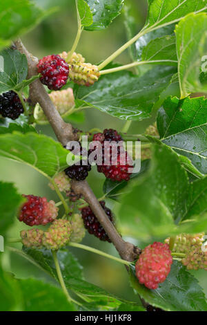 Schwarzer Maulbeerbaum, Frucht, Früchte, Schwarze Maulbeere, Maulbeeren, Morus Nigra, schwarze Maulbeere, gemeinsame Maulbeere, Brombeere, Le Mûrier Noir, Mau Stockfoto