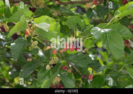 Schwarzer Maulbeerbaum, Frucht, Früchte, Schwarze Maulbeere, Maulbeeren, Morus Nigra, schwarze Maulbeere, gemeinsame Maulbeere, Brombeere, Le Mûrier Noir, Mau Stockfoto