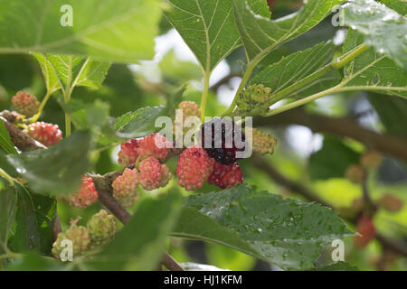 Schwarzer Maulbeerbaum, Frucht, Früchte, Schwarze Maulbeere, Maulbeeren, Morus Nigra, schwarze Maulbeere, gemeinsame Maulbeere, Brombeere, Le Mûrier Noir, Mau Stockfoto