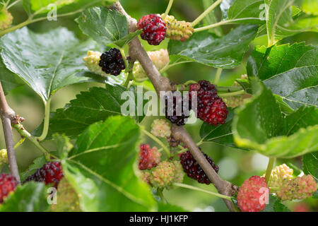 Schwarzer Maulbeerbaum, Frucht, Früchte, Schwarze Maulbeere, Maulbeeren, Morus Nigra, schwarze Maulbeere, gemeinsame Maulbeere, Brombeere, Le Mûrier Noir, Mau Stockfoto