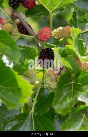 Schwarzer Maulbeerbaum, Frucht, Früchte, Schwarze Maulbeere, Maulbeeren, Morus Nigra, schwarze Maulbeere, gemeinsame Maulbeere, Brombeere, Le Mûrier Noir, Mau Stockfoto