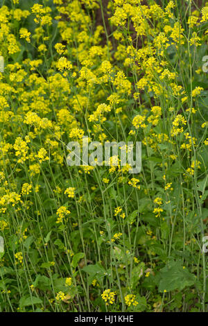 Schwarzer Senf, Senf-Kohl, Senfkohl, Brassica Nigra, schwarzer Senf Stockfoto