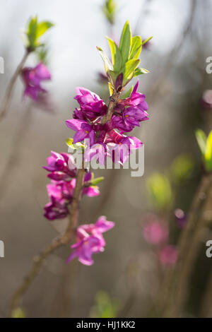 Gewöhnlicher Seidelbast, Kellerhals, Seidel-Bast, Daphne Mezereum, Februar Daphne, Seidelbast, Bois-Gentil, Bois Joli Stockfoto