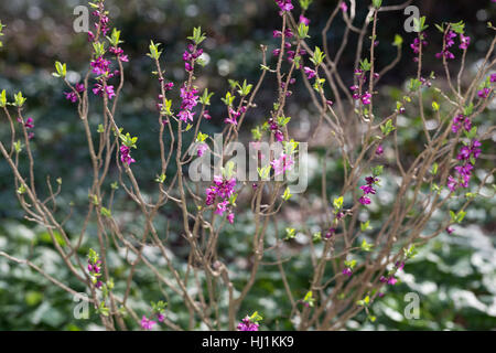 Gewöhnlicher Seidelbast, Kellerhals, Seidel-Bast, Daphne Mezereum, Februar Daphne, Seidelbast, Bois-Gentil, Bois Joli Stockfoto