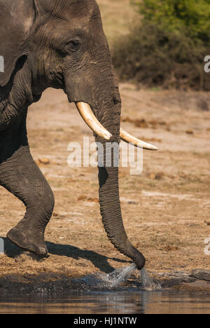 Profil, groß, große, enorme, extreme, mächtigen, imposanten, immense, relevant, Stockfoto