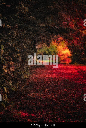 Fine Art surrealistischen Farbe Bild eines herbstlichen hohlen Weg mit vielen Blätter mit intensiven Farben in Rot und Grün, Sonnenlicht und Schatten genommen Stockfoto