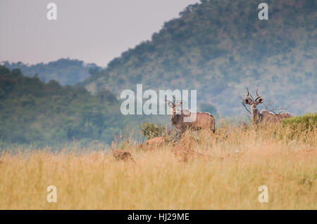 Zwei Hirsche Antilope in Pilanesberg National Spiel reservieren Stockfoto