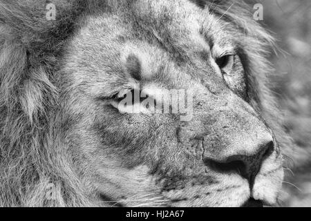 Monochrome fine art Portrait eines isolierten teilweise Lion's Head in Schwarz und Weiß mit feinen Details und Textur in Südafrika Stockfoto