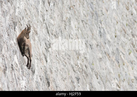 Steinböcke am Damm (Capra Ibex), juvenile Männchen Stockfoto