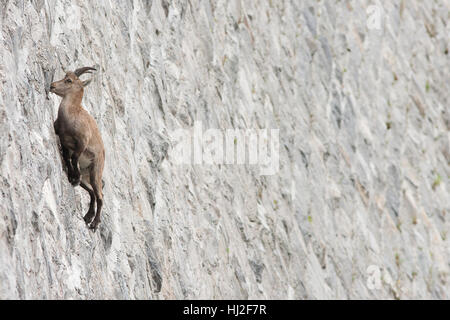 Steinböcke am Damm (Capra Ibex), juvenile Männchen Stockfoto