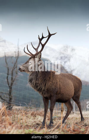 Glen Etive, Schottland. Malerische Aussicht auf einen wilden Hirsch in Glen Etive. Stockfoto
