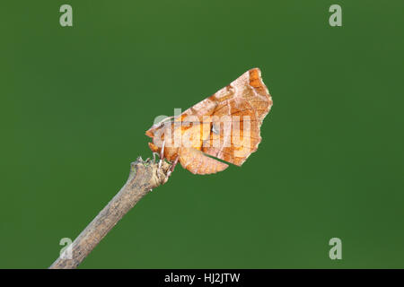 Frühe Thorn (Selenia Dentaria), eine lila, rosa und orange Motte, die ein totes Blatt ähnelt, und fliegt im Herbst Stockfoto