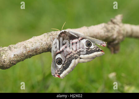 Frau Kaiser-Motte (Saturnia Pavonia), thront eine große graue Motte mit Auge Flecken auf einem stick Stockfoto