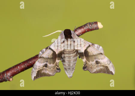 Eyed Hawk-Moth (Smerinthus Ocellata), eine beeindruckende große graue und schwarze Motte, thront auf einem Zweig, zeigt seine upperwing Stockfoto