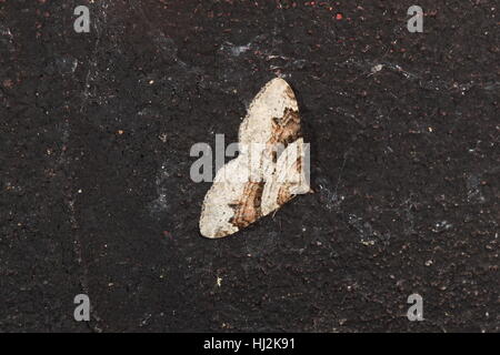 Flame Teppich (Xanthorhoe Designata), eine rotbraune und Beige Motte auf schwarzem Hintergrund Stockfoto