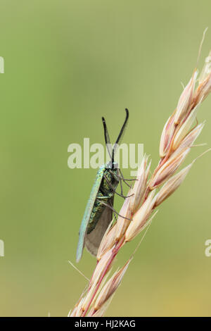 Der Förster (Adscita Statices), ein knapper Tag fliegen Motten offenes Grasland in Brecks Suffolk Stockfoto