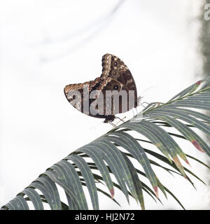 Blauen Morpho Schmetterling auf Blatt Stockfoto