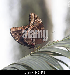 Blauen Morpho Schmetterling auf Blatt Stockfoto