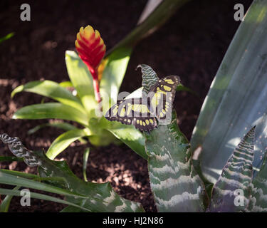 Malachit Schmetterling (Siproeta Stelenes) ruht auf einem Blatt Stockfoto