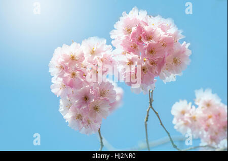Die zarten rosa Frühlingsblumen Magnolia Baum/Strauch, Aufnahme vor blauem Himmel mit weichen Hintergrund. Stockfoto