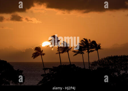 Die Sonne versinkt hinter einer Gruppe von Palmen. Stockfoto