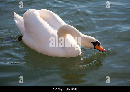 Anmutigen weißen Höckerschwan, Schwimmen am See im Sommer Stockfoto