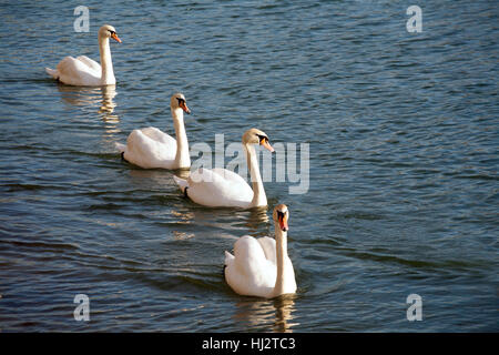 Höckerschwäne symmetrischen schwimmen in Zeile Stockfoto