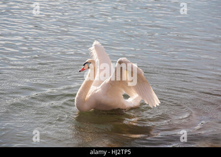 Schöne junge Höckerschwan Cygnus Olor schwimmend auf einem kristallklaren See flattern Flügel Whwn, die die Sonne untergeht Stockfoto