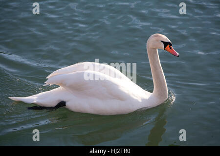 Höckerschwan Cygnus Olor, schwimmt auf Wasser Stockfoto