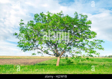 Europäischer Nussbaum (Juglans Regia) auf Feld Stockfoto